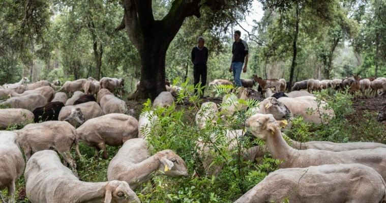 Estrategias clave para evitar incendios forestales en España: despoblación y cambio agroalimentario