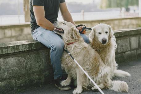 Nuevo decreto asegura acceso de personas con discapacidad y sus perros de asistencia a espacios públicos en España