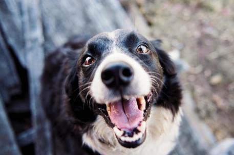 Nuevos decretos para mejorar el bienestar de los animales de compañía en consulta pública