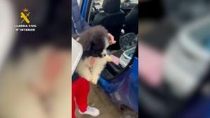 Desmantelan red ilegal de venta de cachorros en Ávila