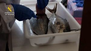 Detenidos dos hombres por vender pescado robado contaminado con medicamentos