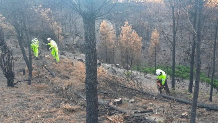 MITECO destina 34,5 millones para restaurar zonas afectadas por incendios