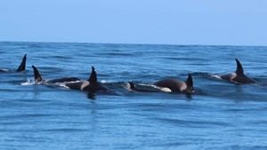 MITECO informa a Fiscalía sobre disparos a la orca Toñi en aguas portuguesas