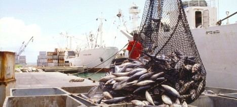 Fraude en el pescado: consumidores engañados y salud en riesgo