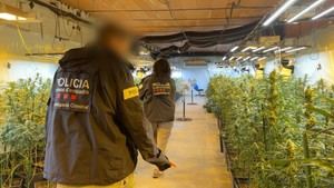 Desmantelan una plantación de marihuana en Les Franqueses y detienen a cuatro hombres