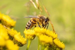 España presenta su Plan Nacional de Restauración de la Naturaleza a la UE