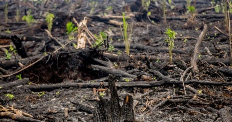 Greenpeace exige la implementación del Reglamento EUDR para diciembre de 2025
