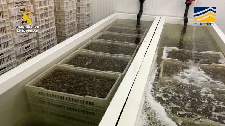 Desmantelan red que traficaba con 7 toneladas de almejas japonesas en Huelva
