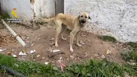 Dieciocho personas bajo investigación por maltrato a 75 perros en Cádiz