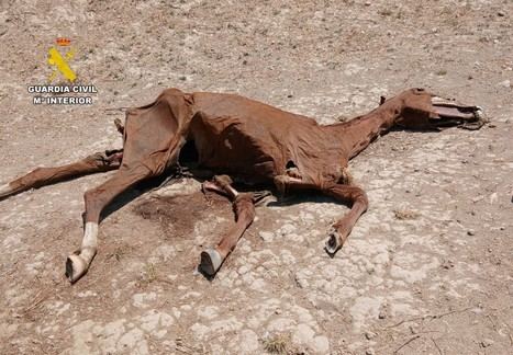 Nueve personas bajo investigación por maltrato a más de 60 caballos en Zaragoza