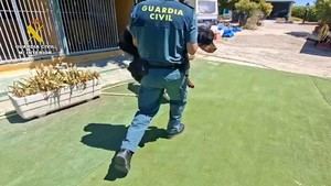 Propietarios de escuela canina en Madrid investigados por maltrato animal
