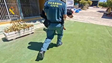 Propietarios de escuela canina en Madrid investigados por maltrato animal