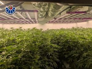 Ertzaintza desmantela gran plantación de cannabis en Urduliz y arresta a dos hombres
