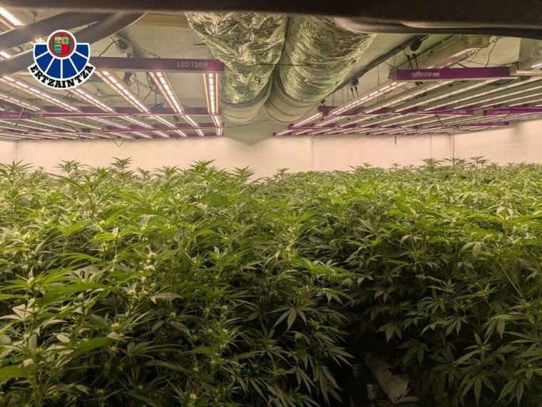 Ertzaintza desmantela gran plantación de cannabis en Urduliz y arresta a dos hombres