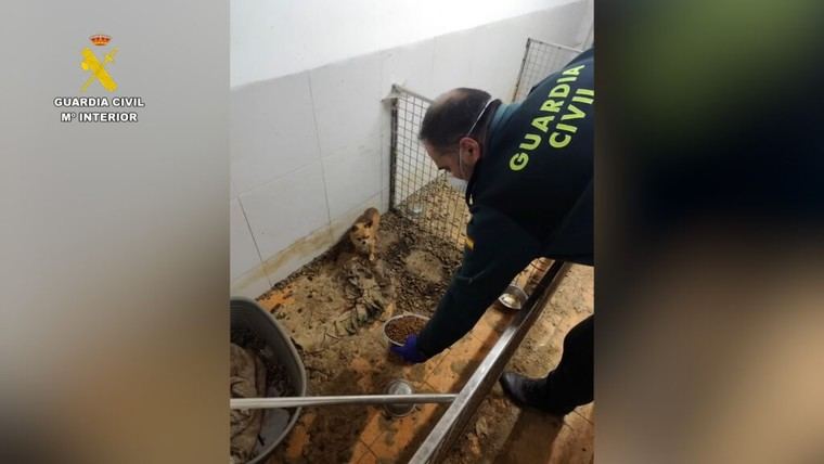 Desmantelan criadero ilegal en A Coruña con 250 animales muertos y 171 en riesgo