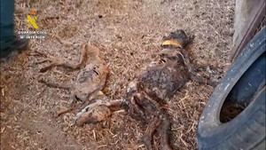 Descubren 32 perros muertos por hambre en una finca de Badajoz