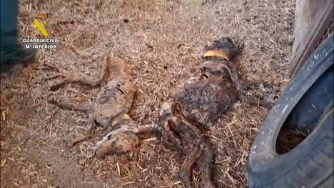 Descubren 32 perros muertos por hambre en una finca de Badajoz