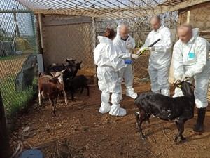 Desmantelan finca irregular en Constantí con animales robados y detienen a dos hombres