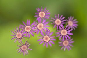 Cien organizaciones se movilizan por la restauración de la naturaleza en el Día de la Tierra