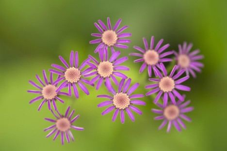 Cien organizaciones se movilizan por la restauración de la naturaleza en el Día de la Tierra