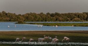 Se crea una Alianza en España para impulsar la restauración ecológica