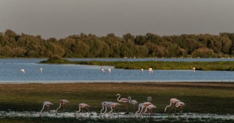 Se crea una Alianza en España para impulsar la restauración ecológica