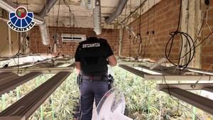 Detienen a dos hombres por una plantación de marihuana en Zalla